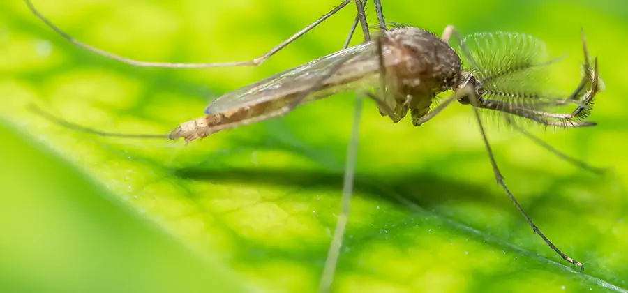 Herbal Mosquito Repellent Treatment in Salem