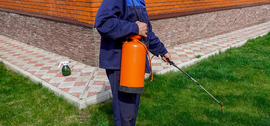 Non Toxic Termite Treatment in Salem