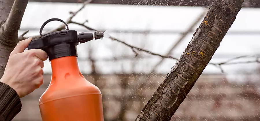 Orange Oil Structural Cavity Treatment in Salem