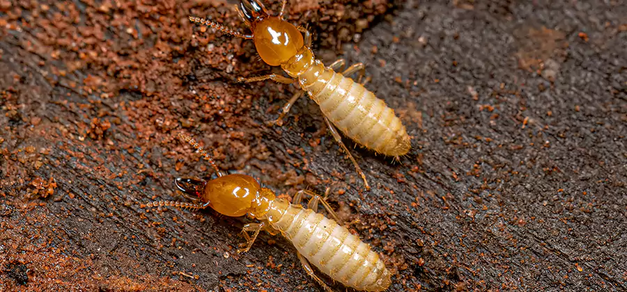 Natural Ant Hill Killer Treatment in Salem
