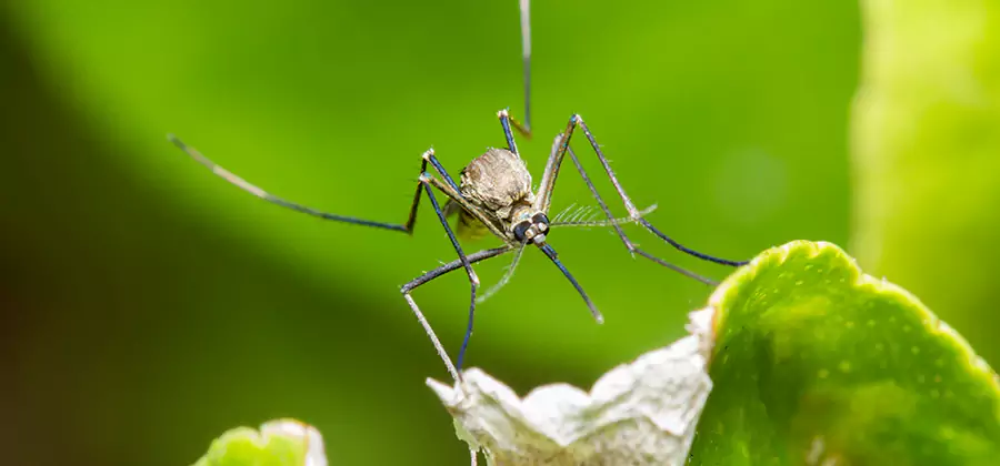Natural Outdoor Mosquito Repellent in Salem
