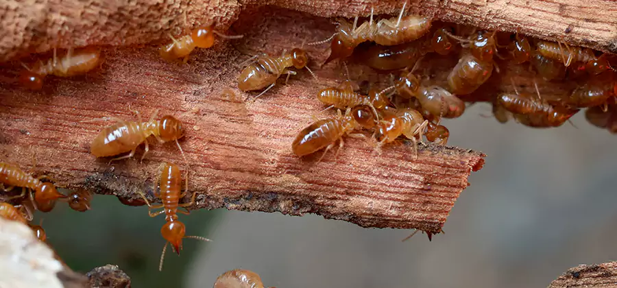 Termite Pest Management in Salem