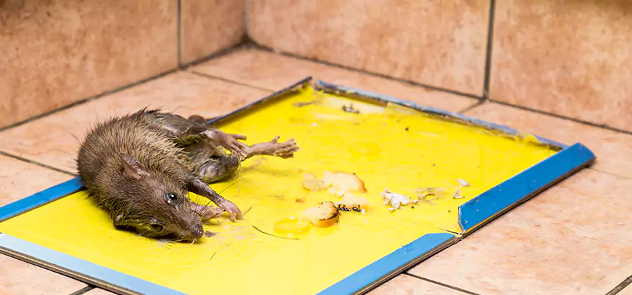 Rat Trapping Service In Salem