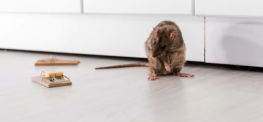 Rat Baiting Removal Service in Salem