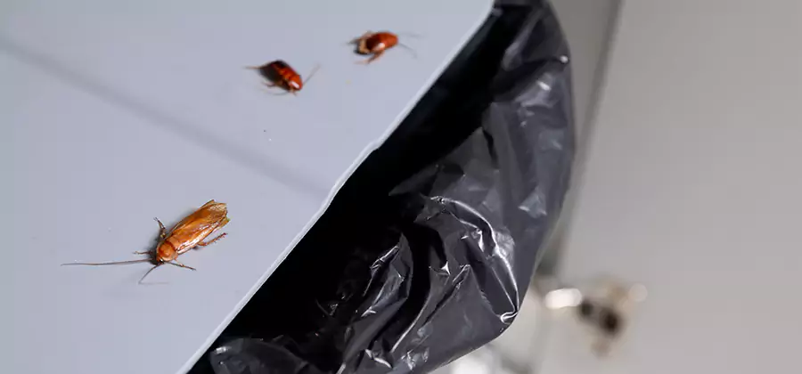 German Roach Pest Control in Salem