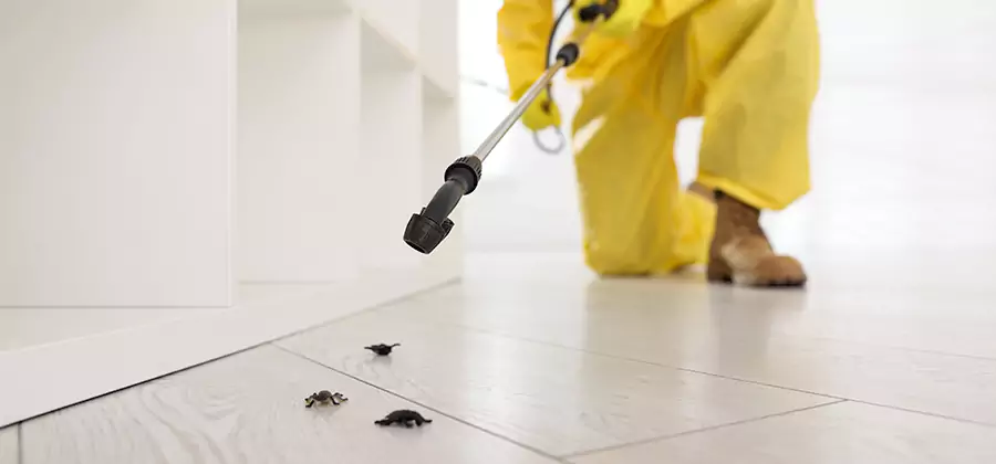 Roach and Bed Bug Exterminator in Salem