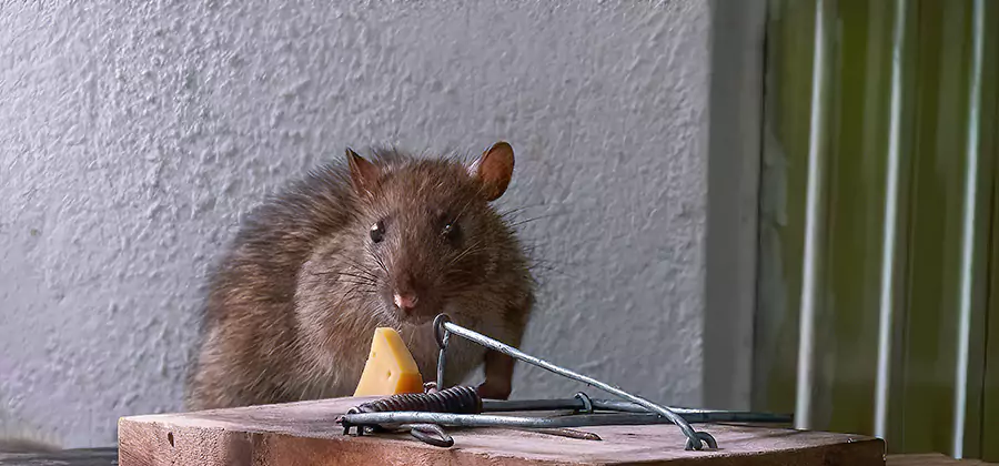 Rodent Proofing Service in Salem