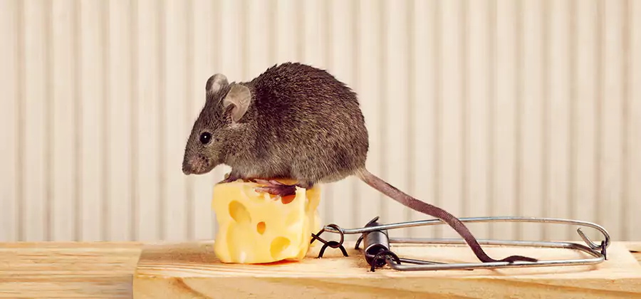 Commercial Rodent Exclusion Services in Salem
