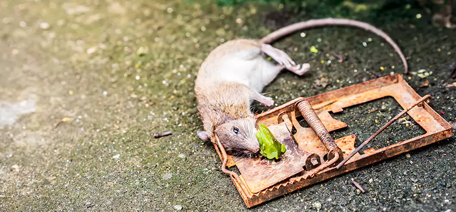 Rat Trapping in Salem