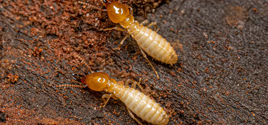 Sentricon Residential Termite Control in Salem