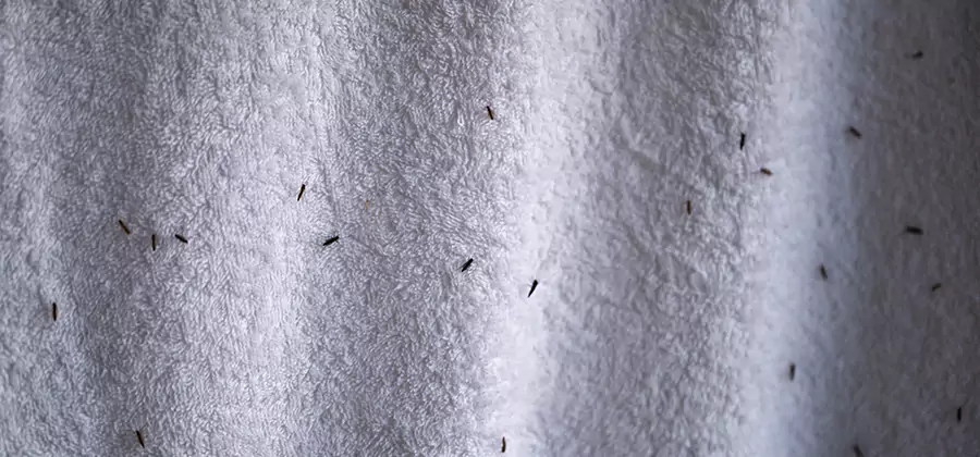 Small Black Ants in Bathroom Treatment in Salem