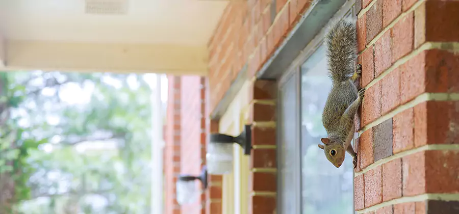 Squirrel Inside Walls Removal in Salem