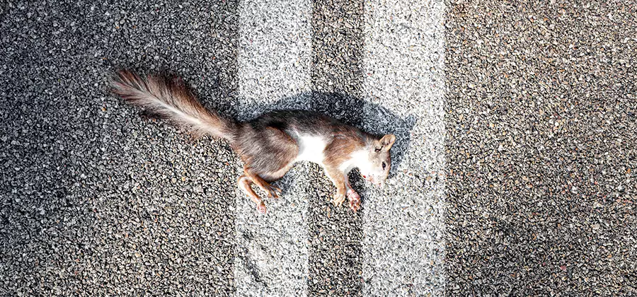 Dead Squirrel Removal in Salem