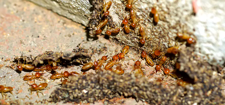 Wood Treatment and Localized Termite Solutions in Salem