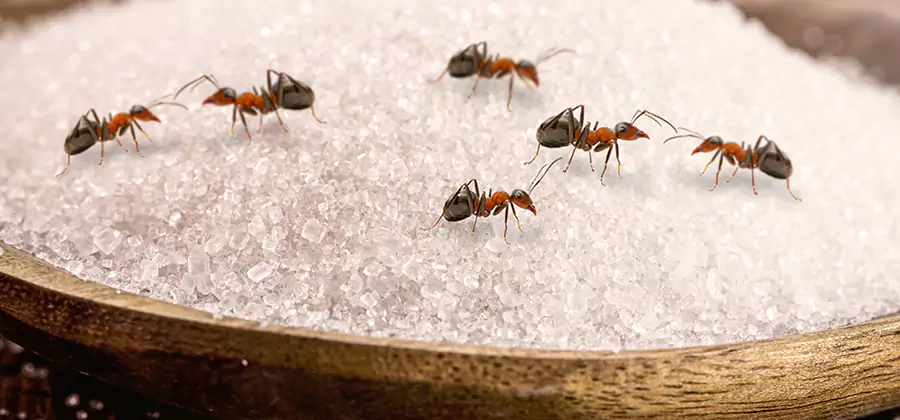 Indoor Sugar Ant Treatment in Salem