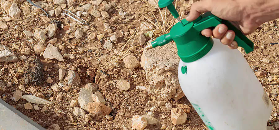 Heat Treatment Termite Cost in Salem
