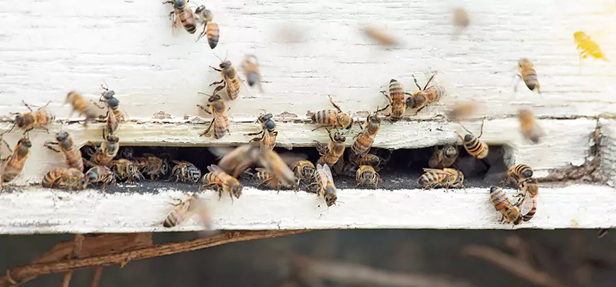 Residential Termite Fumigation in Salem