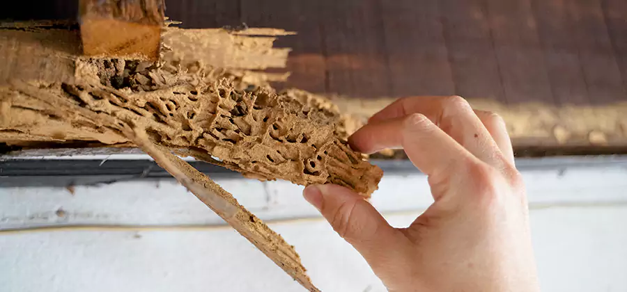 Pre-Purchase Termite Inspection in Salem