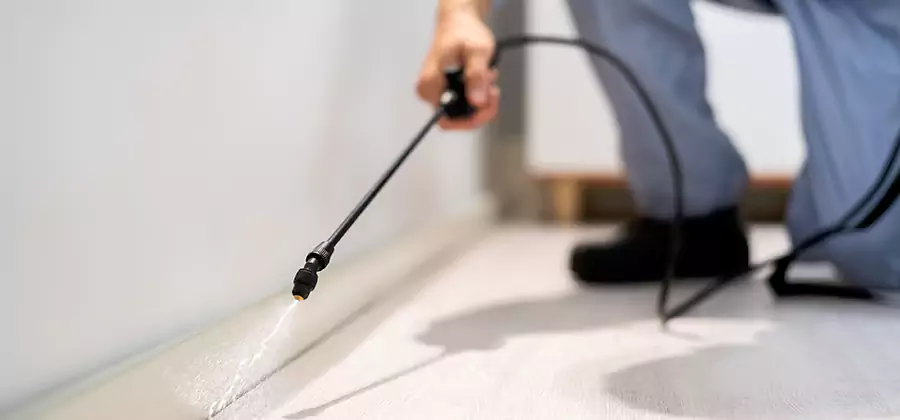 Direct Termite Injection Treatment in Salem