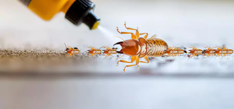 Foundation Termite Spraying Control in Salem