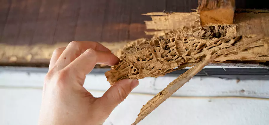 Pre-Construction Termite Treatment in Salem