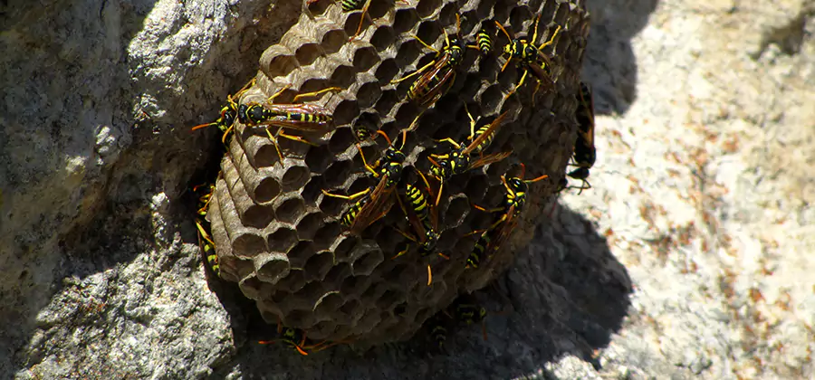 Wasp Nest in Tree Removal Salem