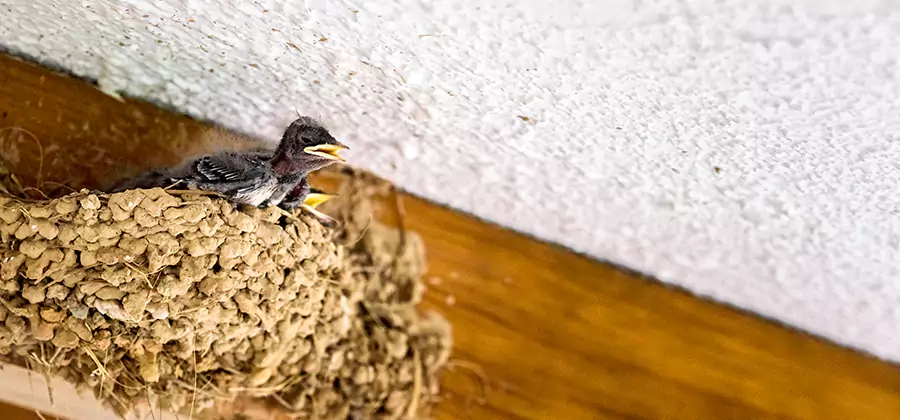 Bird Removal From House in Salem