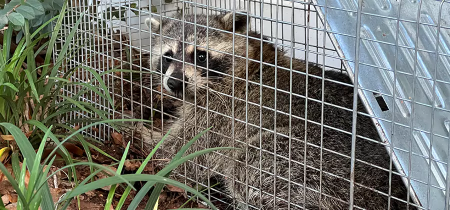 Wildlife Relocation Services in Salem