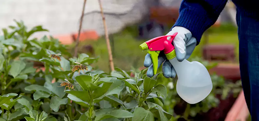 Yellow Jacket Pest Removal for Commercial Properties in Salem