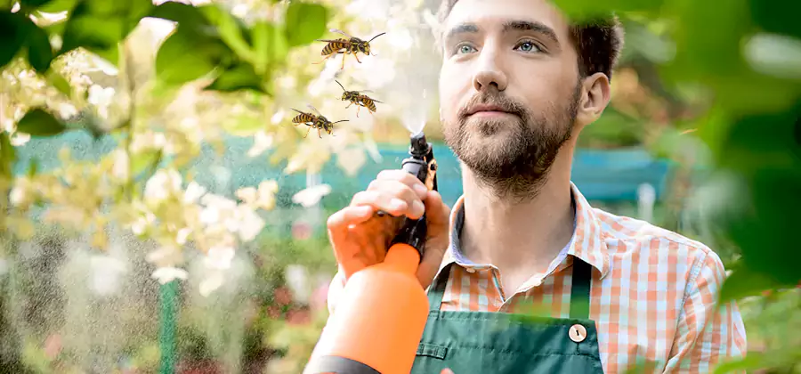 Yellow Jacket Wasp Removal in Salem