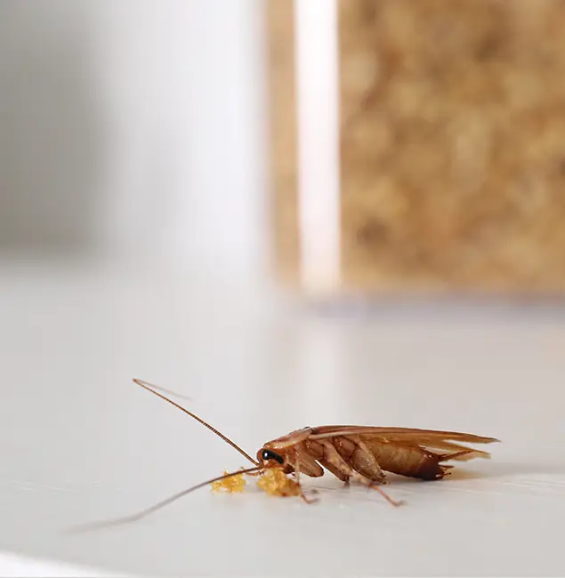 Why Salem Pest Control Pros Stands Out in Salem, OR?
