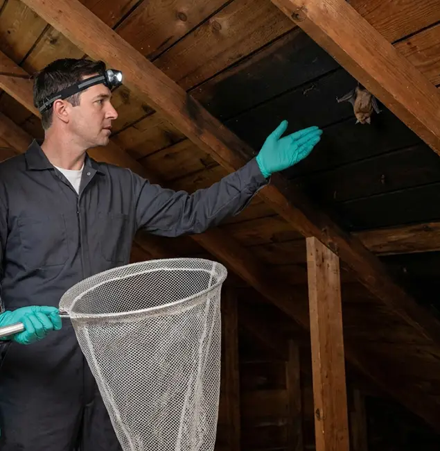 Why Salem Pest Control Pros Is the Right Choice in Salem, OR?