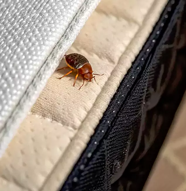 Why Choose Salem Pest Control Pros for Bed Bug Treatment at Home in Salem, OR?