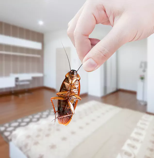Why Salem Pest Control Pros Stand Out For Bed Bug Inspection in Salem, OR?