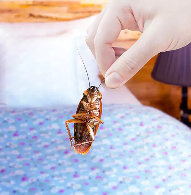 Why Choose Salem Pest Control Pros for Bed Bug Treatment in Salem, OR?