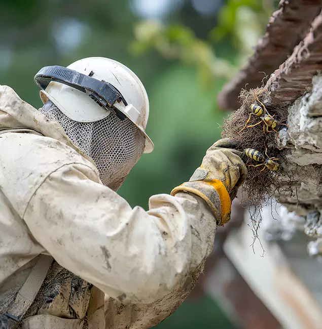 Why Salem Property Owners Choose Salem Pest Control Pros for Bee Exterminator?