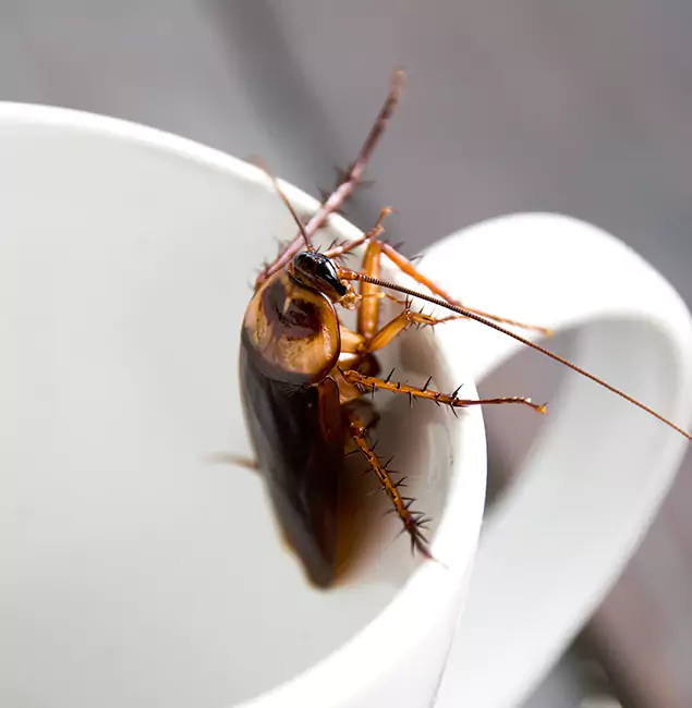 Why Salem, OR Residents Trust Salem Pest Control Pros for Cockroach Fumigation?