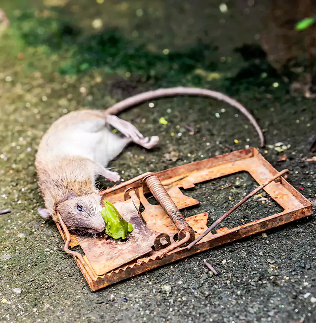 Why Salem, OR Homeowners Trust Salem Pest Control Pros for Rodent Removal?