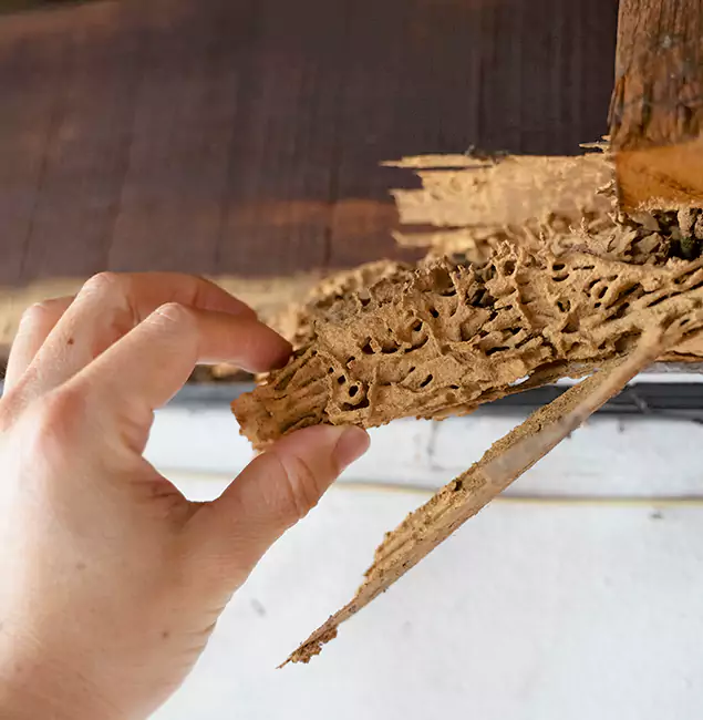 Why Choose Salem Pest Control Pros in Salem, OR?
