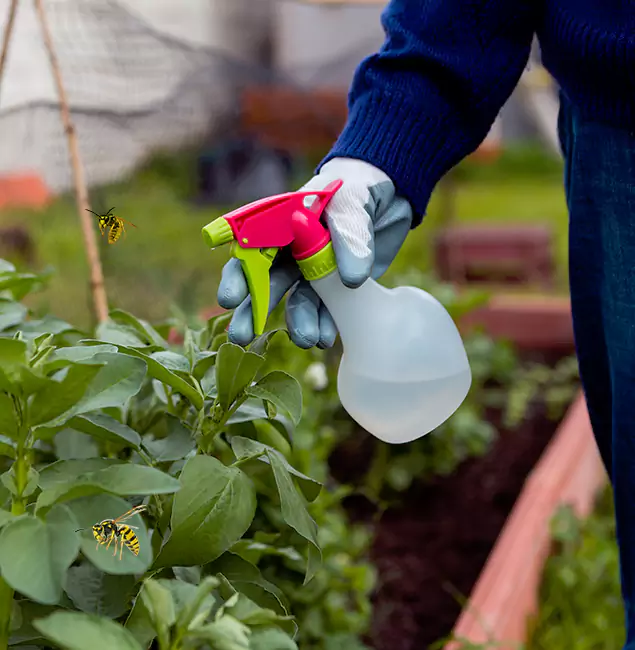 Why Salem Homeowners Choose Salem Pest Control Pros for Honey Bee Removal?