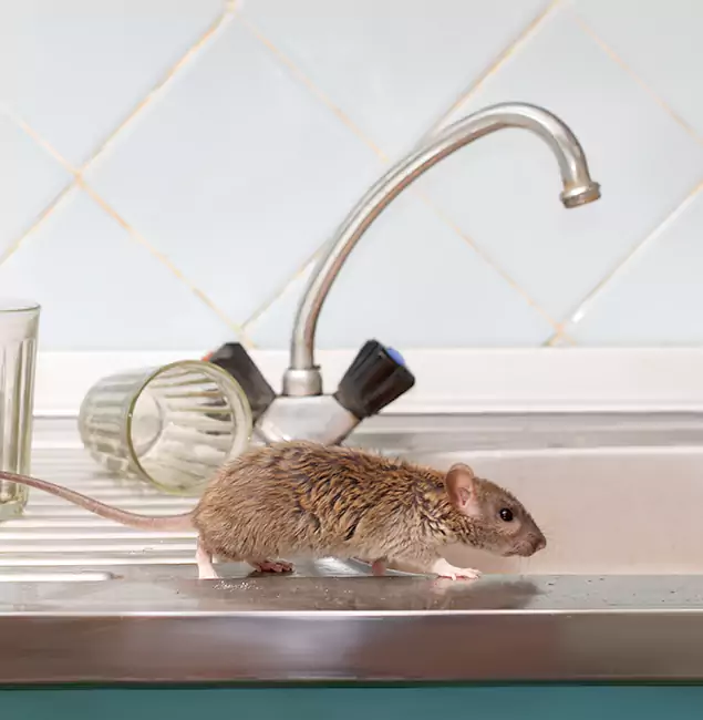 Why Salem, OR Trusts Salem Pest Control Pros for Humane Rodent Control?