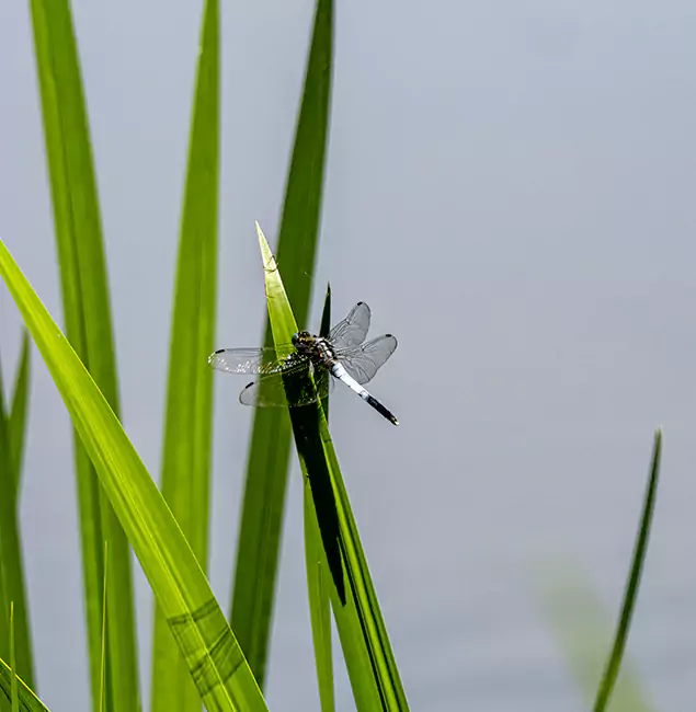 Why Salem Families Trust Salem Pest Control Pros for Mosquito Prevention?