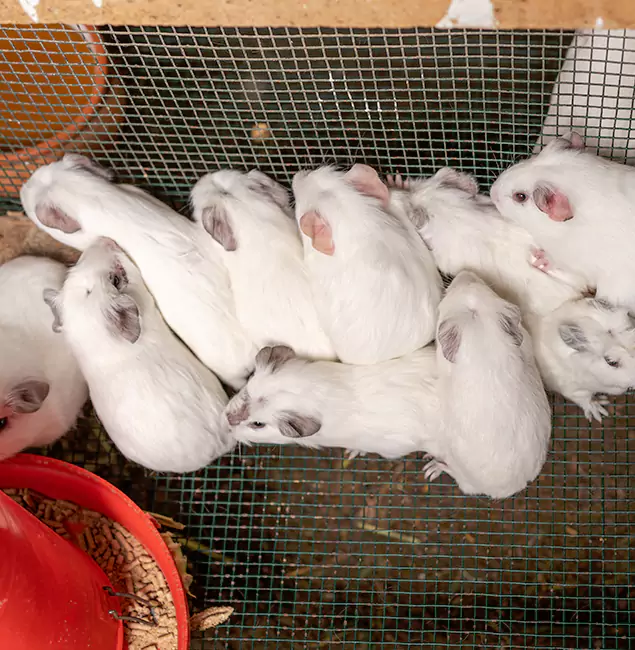 Why Salem Pest Control Pros Is the Trusted Choice in Salem, OR?