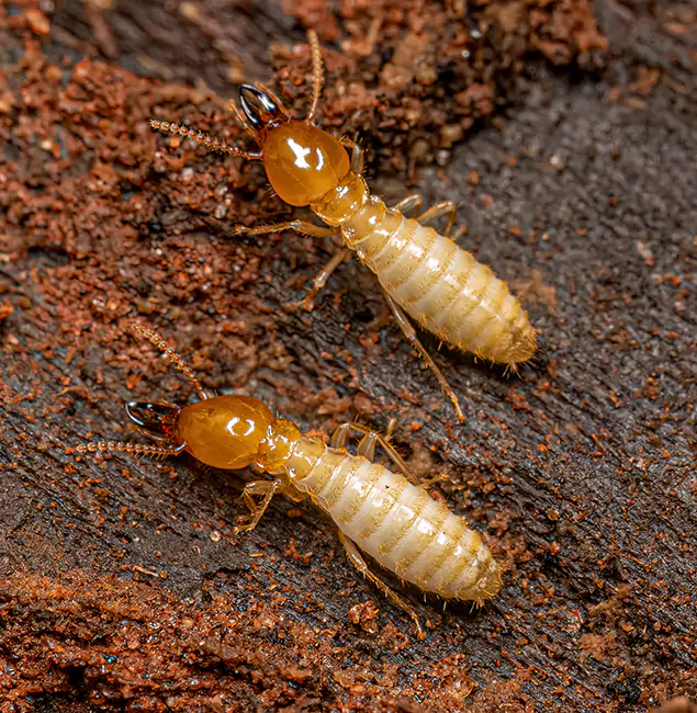 Why Choose Salem Pest Control Pros for Termite Treatment Without Tenting in Salem, OR?