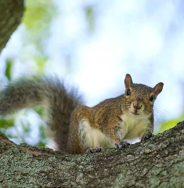 Why Salem, OR Relies on Salem Pest Control Pros for Squirrel Pest Control?