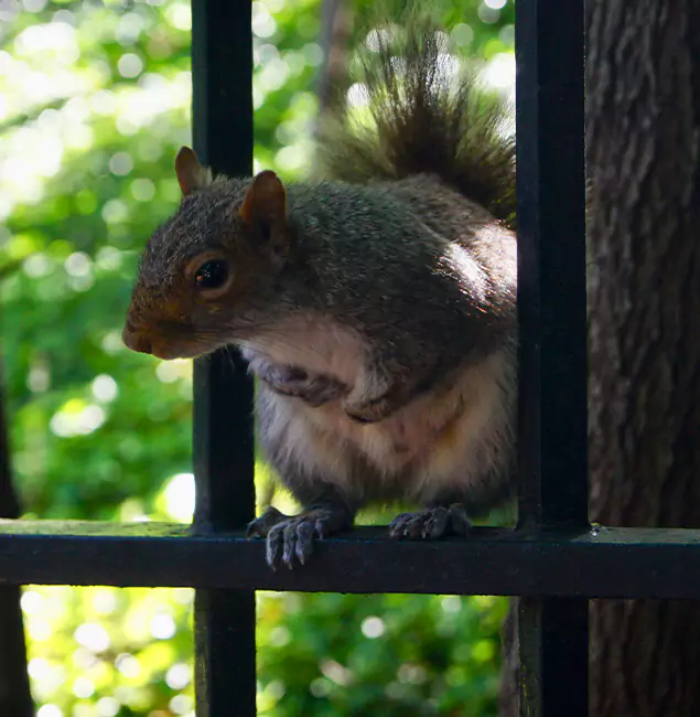 Why Salem, OR Chooses Salem Pest Control Pros for Squirrel Removal?