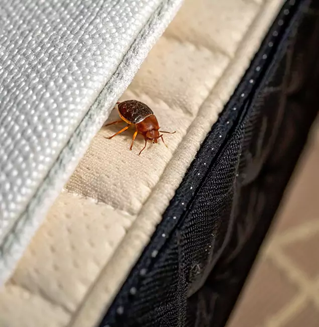 Why Salem Homeowners Trust Salem Pest Control Pros for Tick Treatment?