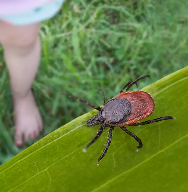 Why Salem Homeowners Choose Salem Pest Control Pros for Tick Extermination?