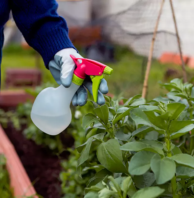 Why Salem Relies on Salem Pest Control Pros for Wasp Control Services?