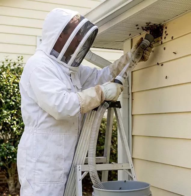 Why Salem Trusts Salem Pest Control Pros for Wasp Control?